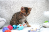Zusätzliche Fotos: Bengalkatzen, Kätzchen zur Adoption jetzt