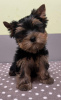 Foto №1. yorkshire terrier - zum Verkauf in der Stadt Rūjiena | Frei | Ankündigung № 114085