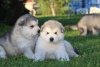 Foto №3. Alaskan Malamute-Welpen. KSU.. Ukraine