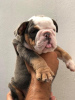 Foto №1. englische bulldogge - zum Verkauf in der Stadt Антверпен | 450€ | Ankündigung № 120690