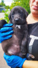 Foto №1. mischlingshund - zum Verkauf in der Stadt Mariupol | Frei | Ankündigung № 54527