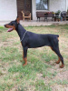 Foto №2 zu Ankündigung № 114628 zu verkaufen dobermann - einkaufen Serbien 