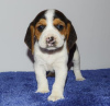 Foto №1. beagle - zum Verkauf in der Stadt Никосия | verhandelt | Ankündigung № 79586