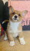 Foto №2 zu Ankündigung № 107203 zu verkaufen welsh corgi - einkaufen USA 