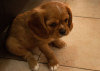 Foto №2 zu Ankündigung № 44402 zu verkaufen cavalier king charles spaniel - einkaufen Israel 