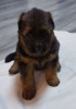 Foto №2 zu Ankündigung № 9151 zu verkaufen deutscher schäferhund - einkaufen Russische Föderation quotient 	ankündigung