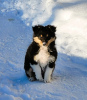Foto №2 zu Ankündigung № 92002 zu verkaufen shetland sheepdog - einkaufen Lettland züchter