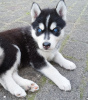 Foto №2 zu Ankündigung № 110194 zu verkaufen siberian husky - einkaufen Finnland züchter