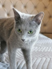 Zusätzliche Fotos: Russische blaue Katze