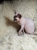 Foto №2 zu Ankündigung № 8778 zu verkaufen sphynx cat - einkaufen Russische Föderation vom kindergarten, züchter