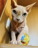 Foto №1. sphynx cat - zum Verkauf in der Stadt Minsk | Frei | Ankündigung № 30213