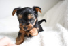 Foto №3. Yorkshire-Terrier-Welpen für ein liebevolles Zuhause. Deutschland