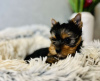 Foto №2 zu Ankündigung № 75544 zu verkaufen yorkshire terrier - einkaufen Serbien quotient 	ankündigung