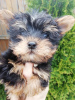 Foto №1. biewer terrier, yorkshire terrier - zum Verkauf in der Stadt Tallinn | 400€ | Ankündigung № 105640