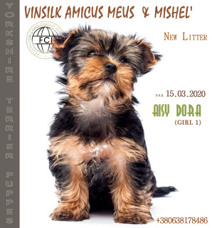 Foto №2 zu Ankündigung № 6722 zu verkaufen yorkshire terrier - einkaufen Ukraine vom kindergarten, züchter