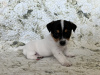 Zusätzliche Fotos: Welpen Jack Russell Terrier
