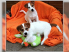 Foto №1. jack russell terrier - zum Verkauf in der Stadt Berlin | Frei | Ankündigung № 127153