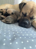 Foto №1. bullmastiff - zum Verkauf in der Stadt Zagreb | 800€ | Ankündigung № 87219