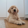 Foto №1. golden retriever - zum Verkauf in der Stadt Andros | 284€ | Ankündigung № 43393