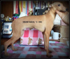 Zusätzliche Fotos: Italienischer Windhund ault Junge