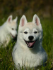 Zusätzliche Fotos: Beautiful Husky Puppies Your Loyal Companions!