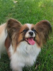 Foto №3. KONTINENTALER SPIELZEUGSPANIEL/PAPILLON. Polen