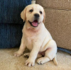 Foto №3. EIN GOLDENER LABRADOR-WELPE. Australien