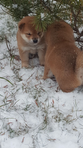 Foto №3. Shiba Inu. Hochwertige Welpen. Russische Föderation