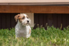 Zusätzliche Fotos: Welpe Jack Russell Terrier