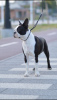 Foto №2 zu Ankündigung № 115371 zu verkaufen boston terrier - einkaufen Serbien 