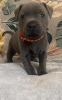 Foto №2 zu Ankündigung № 108833 zu verkaufen amerikanischer staffordshire terrier - einkaufen Deutschland quotient 	ankündigung, vom kindergarten, aus dem tierheim, züchter