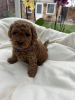 Foto №3. Mini poodle puppies for sale. Deutschland