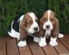 Foto №1. basset hound - zum Verkauf in der Stadt Афины | 400€ | Ankündigung № 44901