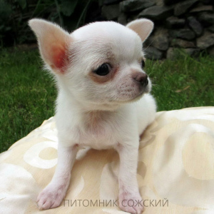 Foto №3. Chihuahua Welpen aus dem Zwinger. Weißrussland