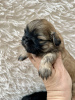 Foto №1. shih tzu - zum Verkauf in der Stadt Los Angeles | 237€ | Ankündigung № 99263