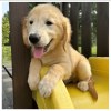 Foto №3. Golden Retriever-Welpen zur Adoption. Deutschland