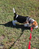 Foto №3. Zwei wunderschöne Beagle-Welpen zu verkaufen. Deutschland