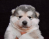 Foto №3. Alaskan Malamute Welpen. Serbien