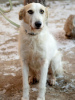 Foto №2 zu Ankündigung № 77766 zu verkaufen mischlingshund - einkaufen Russische Föderation quotient 	ankündigung