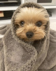 Foto №1. yorkshire terrier - zum Verkauf in der Stadt New York | 284€ | Ankündigung № 102891