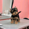 Foto №3. Neue Yorkshire-Terrier-Welpen von höchster Qualität.. USA