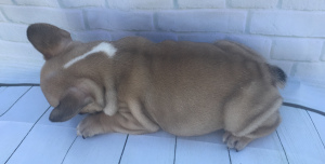Foto №4. Ich werde verkaufen französische bulldogge in der Stadt Tver. züchter - preis - 326€