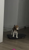 Foto №2 zu Ankündigung № 76626 zu verkaufen beagle - einkaufen Spanien quotient 	ankündigung, züchter