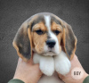 Zusätzliche Fotos: Beagle-Welpen aus dem Zwinger, eigentlicher Wurf