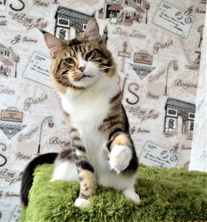 Foto №3. Wunderschöner Stern charmante junge Katze. Ukraine