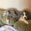 Foto №2 zu Ankündigung № 89556 zu verkaufen australian shepherd - einkaufen Deutschland quotient 	ankündigung, vom kindergarten, aus dem tierheim, züchter