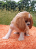 Foto №2 zu Ankündigung № 105945 zu verkaufen cavalier king charles spaniel - einkaufen Deutschland züchter