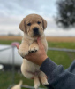 Foto №1. labrador retriever - zum Verkauf in der Stadt Berlin | 400€ | Ankündigung № 89647