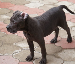 Zusätzliche Fotos: Cane Corso Welpen zu verkaufen