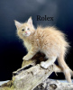 Zusätzliche Fotos: Amerikanische Waldkatze